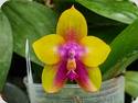 Phal. Yins Black Eagle